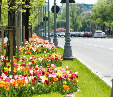 Colorful Tulips In Urban Traffic